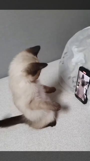 Мой первый видео блог