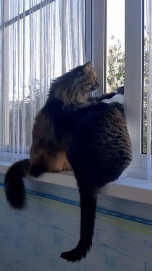 Я тоже хочу посмотреть🐈.