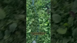 от цистита лучшее средство
