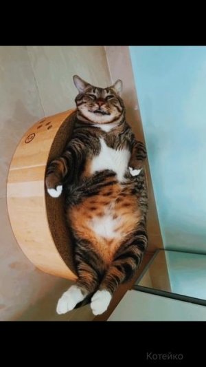 Кото глюк. Кота заглючило