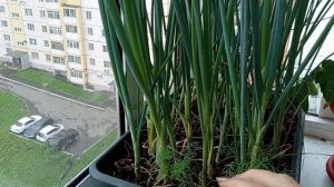 6 ИЮНЯ 2025 Г.  РАЗВЕ  ТАКОЕ  БЫВАЕТ  ???