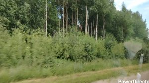 Поездка за Иван чаем 👋/ вот такие у нас дороги.