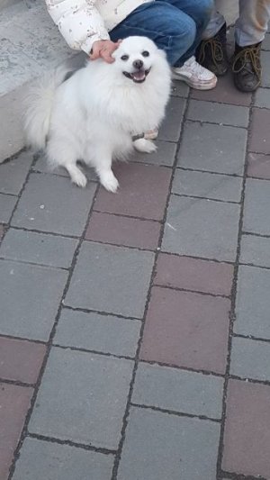 Моня на прогулке.