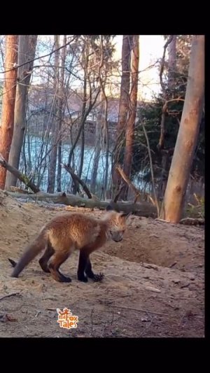 Лисёнок играет с шишкой 🦊❤️🤩😉