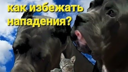 Как избежать нападения собак?