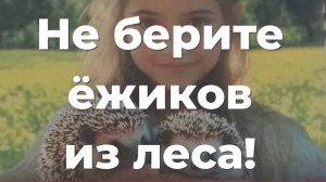 Не берите ёжиков из леса!