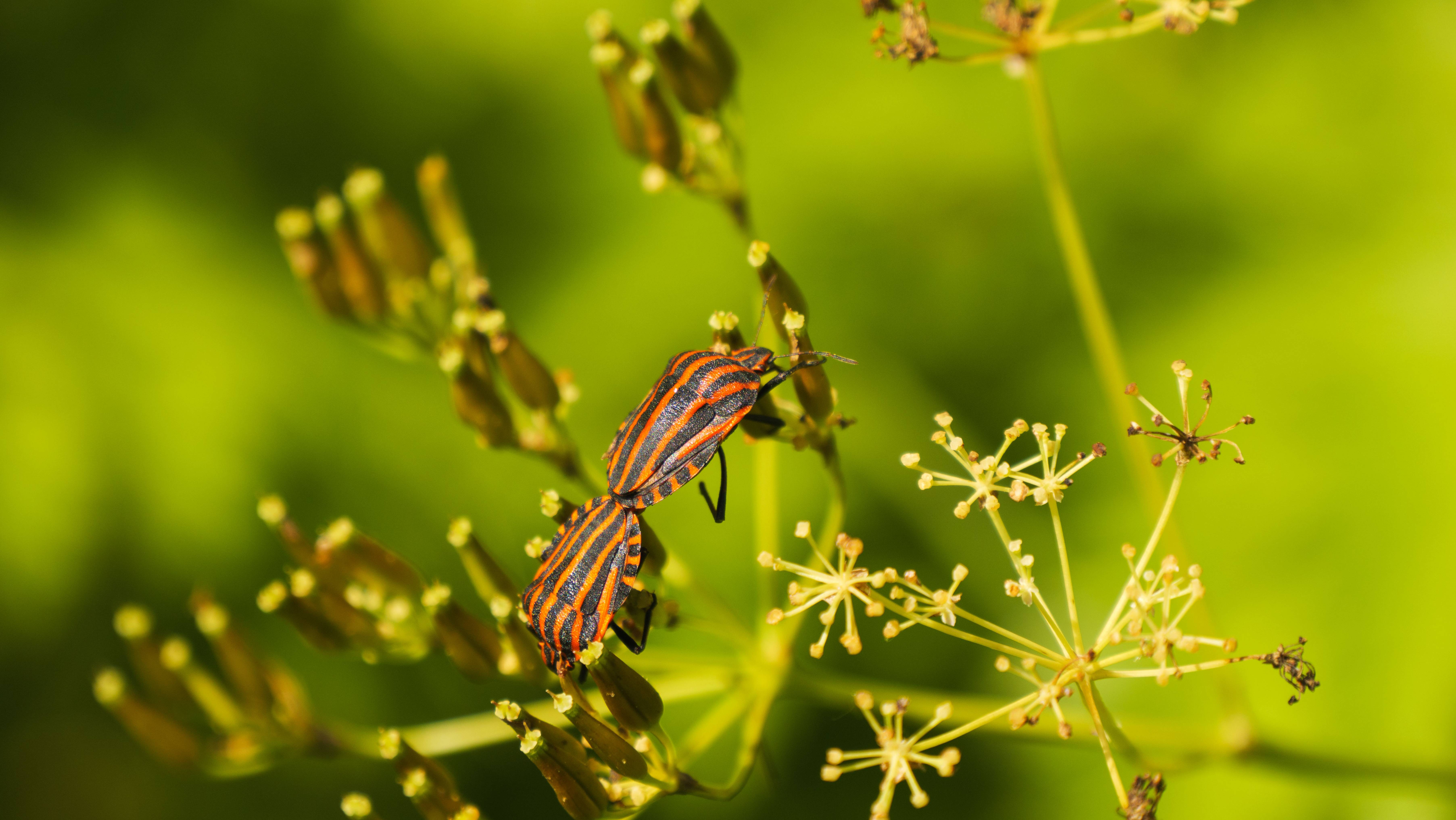 Зарисовки из жизни букашек смотреть онлайн