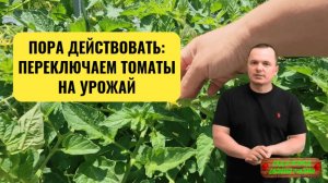 ЭТА ПОДКОРМКА ИЗМЕНИТ ВСЕ! Как получить максимум урожая из низкорослых томатов!!!