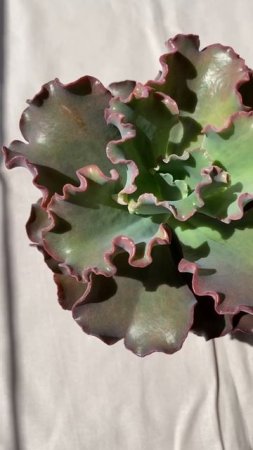 Echeveria Double delight