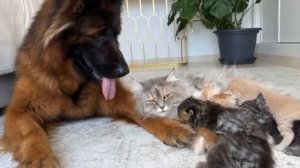 Мама-кошка показывает котятам, что гигантская немецкая овчарка безопасна для них - 2025 год (uu)