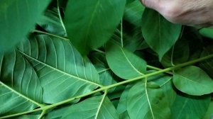 Как собрать и посушить листья грецкого ореха