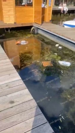 Какой только "красоты" нет в водах воронежского водохранилища.