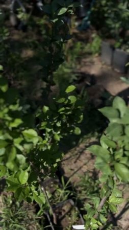Колоновидная слива Империал Small Garden's - 06.07.2025г.