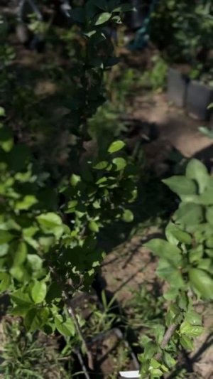 Колоновидная слива Империал Small Garden's - 06.07.2025г.