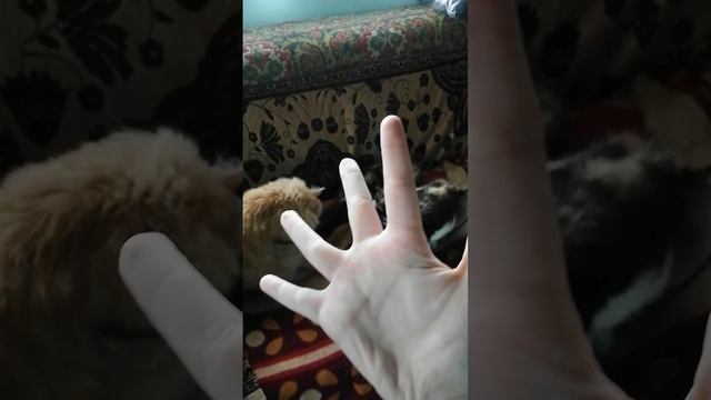 VID_20250706_135305.mp4