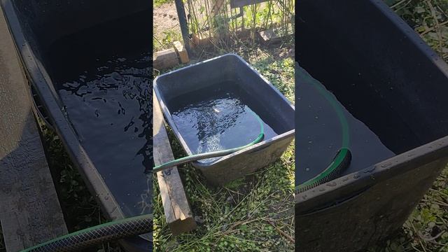 Деревенские хлопоты у гусей 🪿
