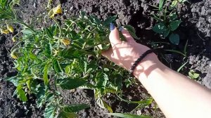 помидорки🍅🍅🍅🍅