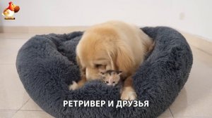 Золотистый ретривер и его друзья милые питомцы 🐕 выпуск (162)