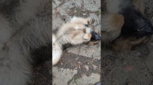 боб