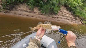 Судак, Жерех , Голавль . Рыба есть- не клюет(