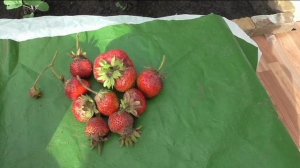 Собрано 9 л клубники