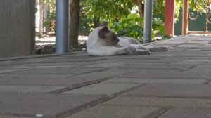 Кот лежит на дорожке, жарко. сиамский ориентал Даллас