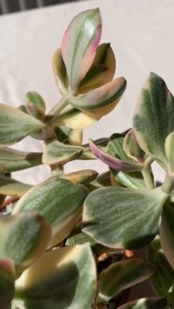 Crassula Tricolor