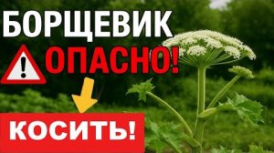 Не косите борщевик, пока не посмотрите это видео: 3 способа вывести его навсегда