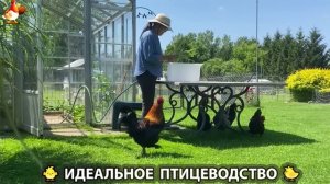 Идеальное птицеводство достойно восхищения 🐓🦆🦢🦚🦃🐔 эпизод (271)