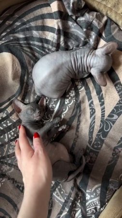 Котята Сфинксята  Марс и Карамелька. 1 месяц #cat #kitten #sphynx #sfinks #донскойсфинкс #котята