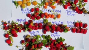 МАЛИНА СЛАДКИЕ ДЕСЕРТНЫЕ СОРТА