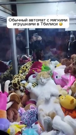 В Тбилиси уличный кот залез в автомат с мягкими игрушками и уснул там.

Да выключите ему свет