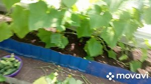 собираю огурцы, первые помидоры/огурцы/помидоры/дача/