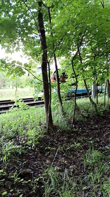 Всехсвятская роща, Москва. 05.07.2025 (17:29). Улица Академика Курчатова. (м. Щукинская).