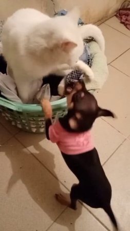 Любовь питомцев
