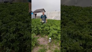КАРТОФЕЛЬ - колорадский жук пошёл в наступление....