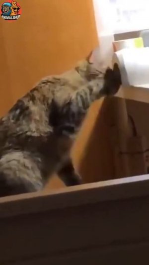 Животные приколы и не только