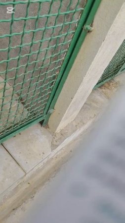 Проведала питбульчика на передержке