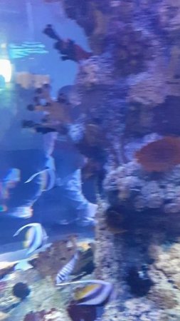 МОРСКИЕ ЗЕБРЫ