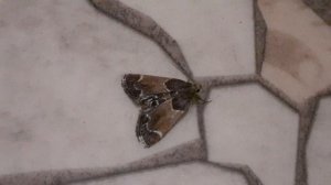 Мучная огнёвка (Pyralis farinalis)