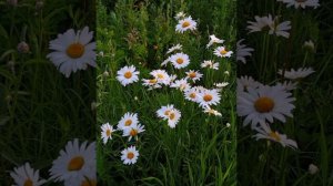 #женскаясуть #архетип #бегущаясволками #женскаяприрода