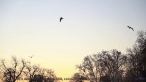 Каждый аккорд будто открывает новый угол планеты - Raven From The Sun -- Quint Baker -- Psychic Catz