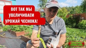 Чем подкормить чеснок за месяц до уборки – наша проверенная подкормка!!!