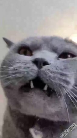 ЗЛОПАМЯТНЫЙ КОТ....