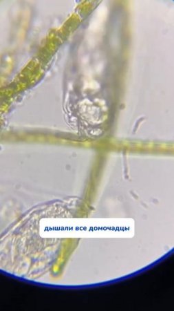 WB #234577722  OZ #1664064287  с такой пастой вы будете лучшей хозяйкой