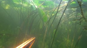 Nemopro.ru  Ружье MVD Zeso Roller 55 для подводной охоты