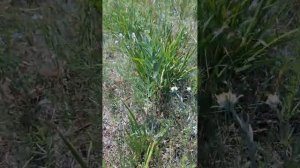 Начинают цвести эдельвейсы в горах Алтая: символ гор и чистоты 🌸🏔️