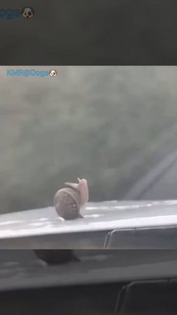 Самая быстрая улитка🐌😂