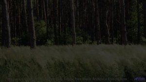 Ты не поймешь, как жил без этого видео раньше! - Ukulele Whistle -- Scott Holmes Music -- Happy Back