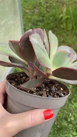 Echeveria Suyon (не кустовая форма)